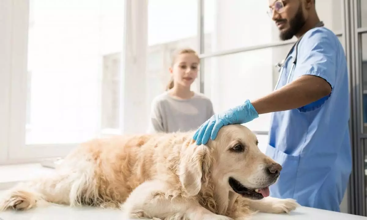 Weird bacterium behind mystery respiratory illness among dogs in US: Report