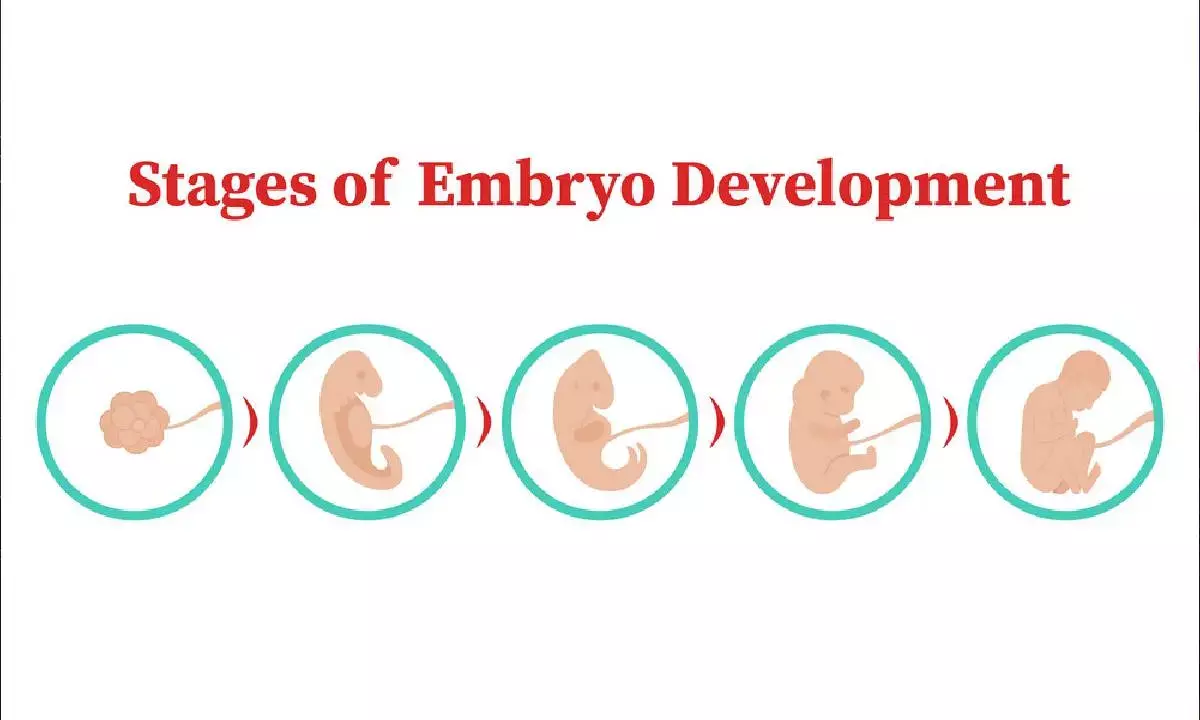 AI can better recognise tempo, stages of embryonic development