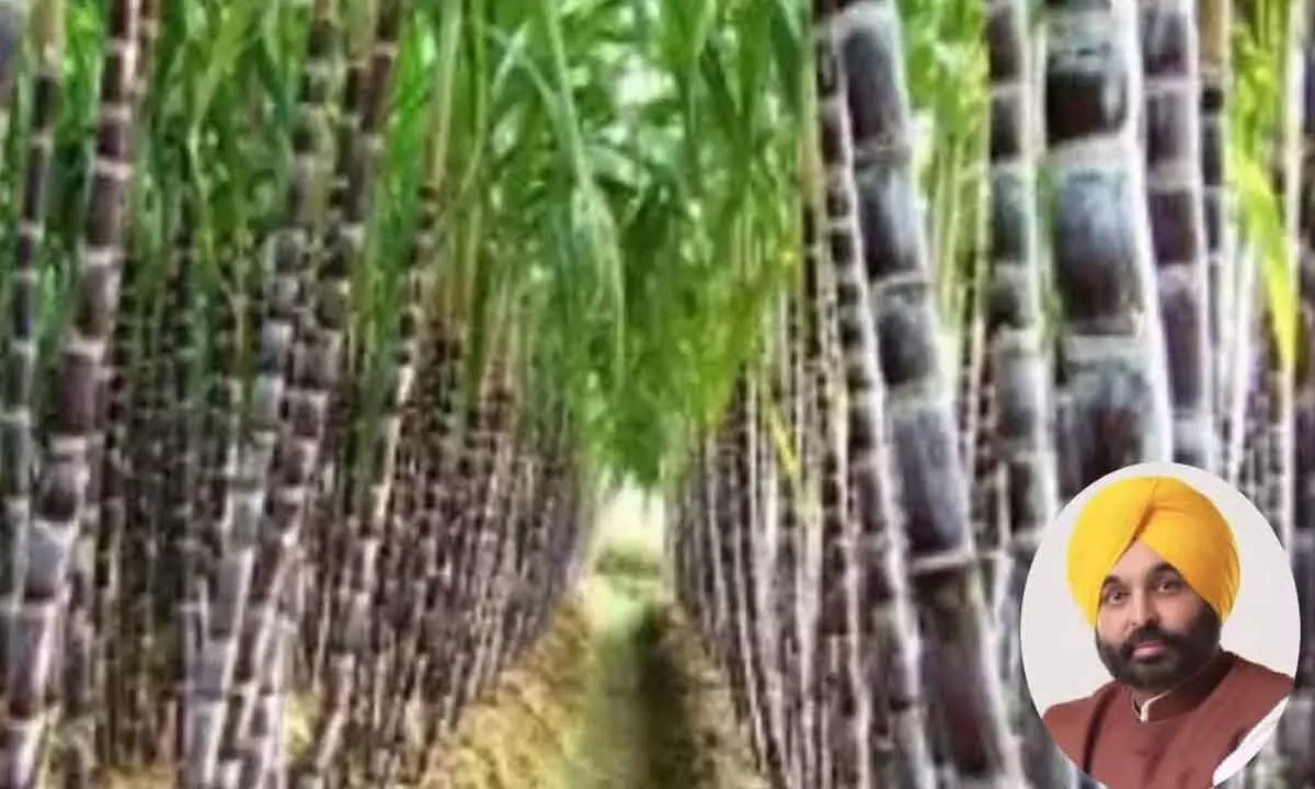 Mann hikes sugarcane price by `11 per quintal