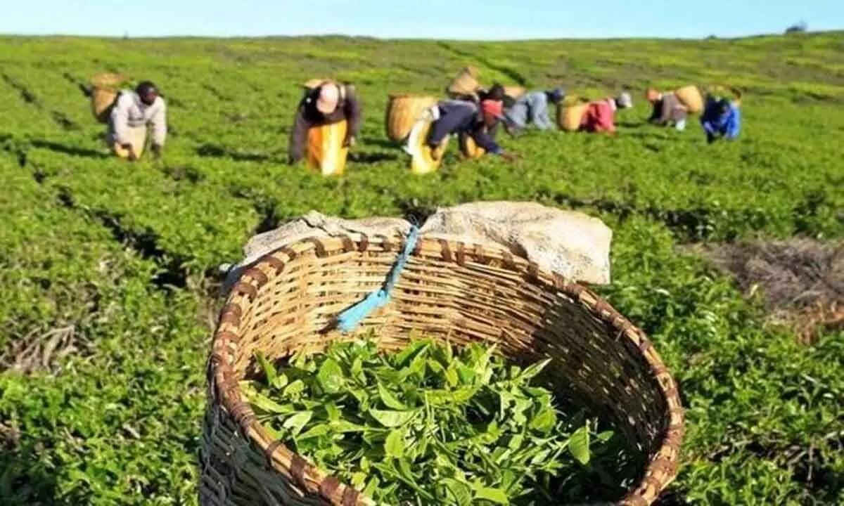 Tea exports fall 4.93% during Jan-Sept