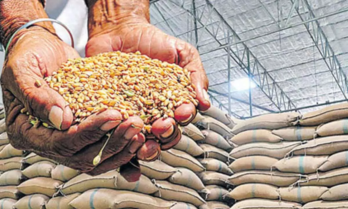 Govt further tightens stock limits on wheat