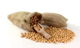 Import of yellow peas to be regd under import monitoring system till March 2024