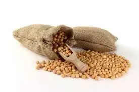 Import of yellow peas to be regd under import monitoring system till March 2024