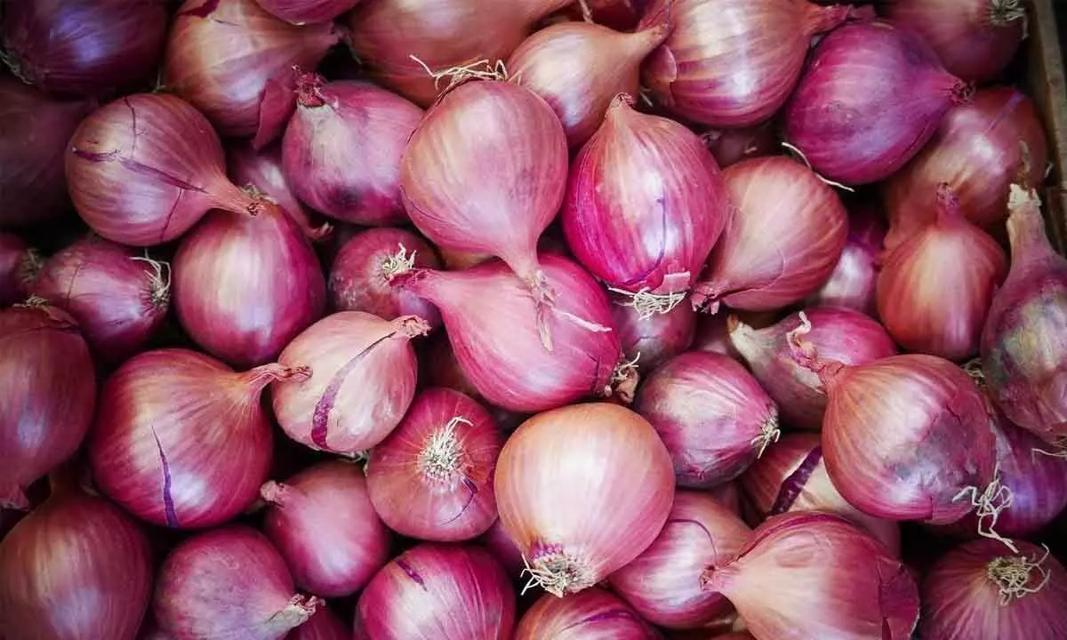 Govt expects onion prices to fall below Rs 40 per kg