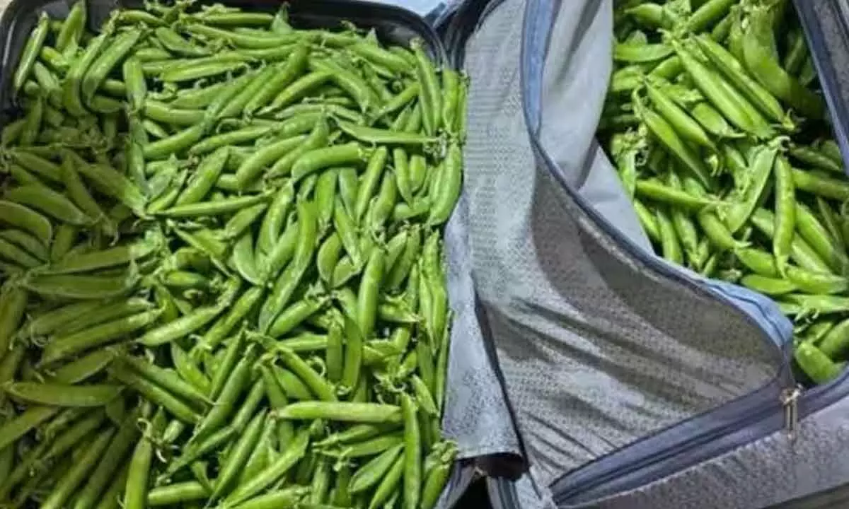 Mandatory to register yellow peas import: Govt