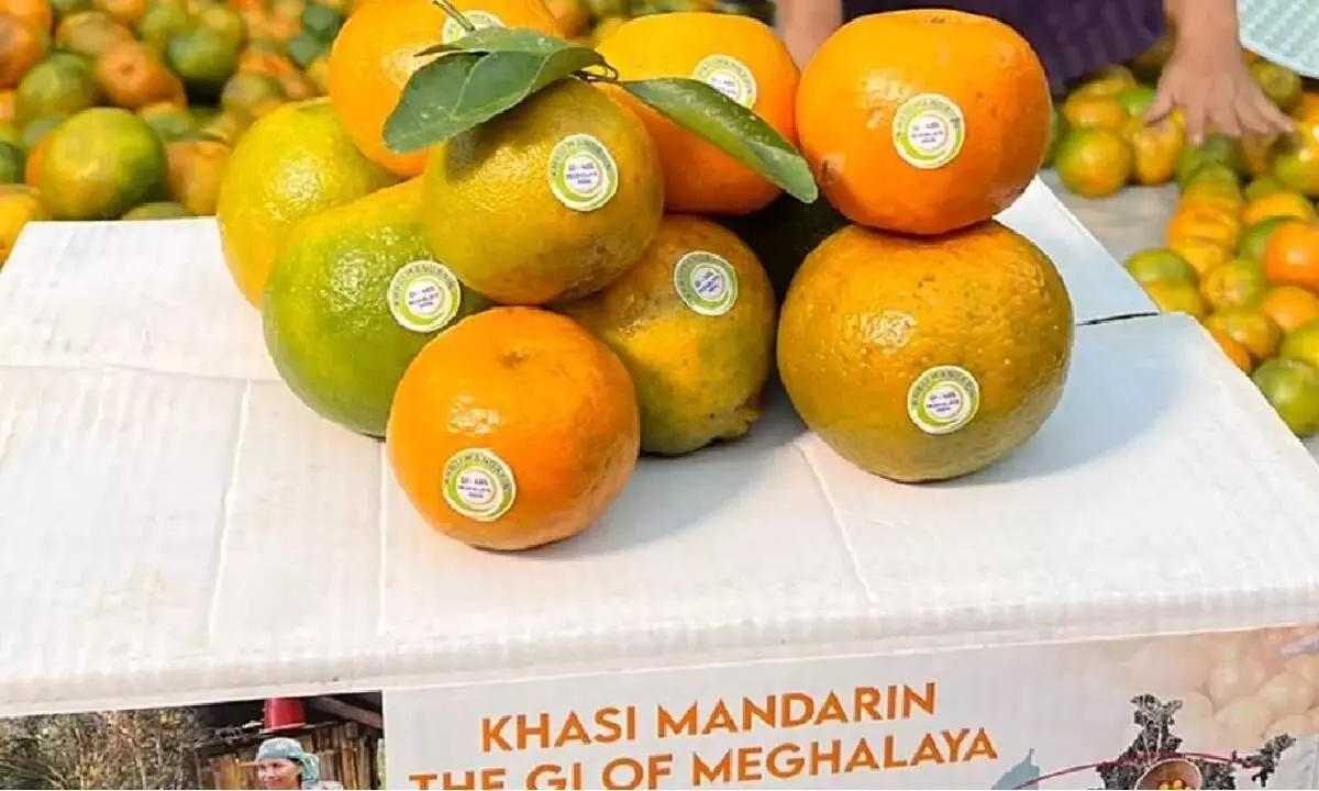 Meghalaya exports 20 metric tons of Khasi mandarin to Dubai