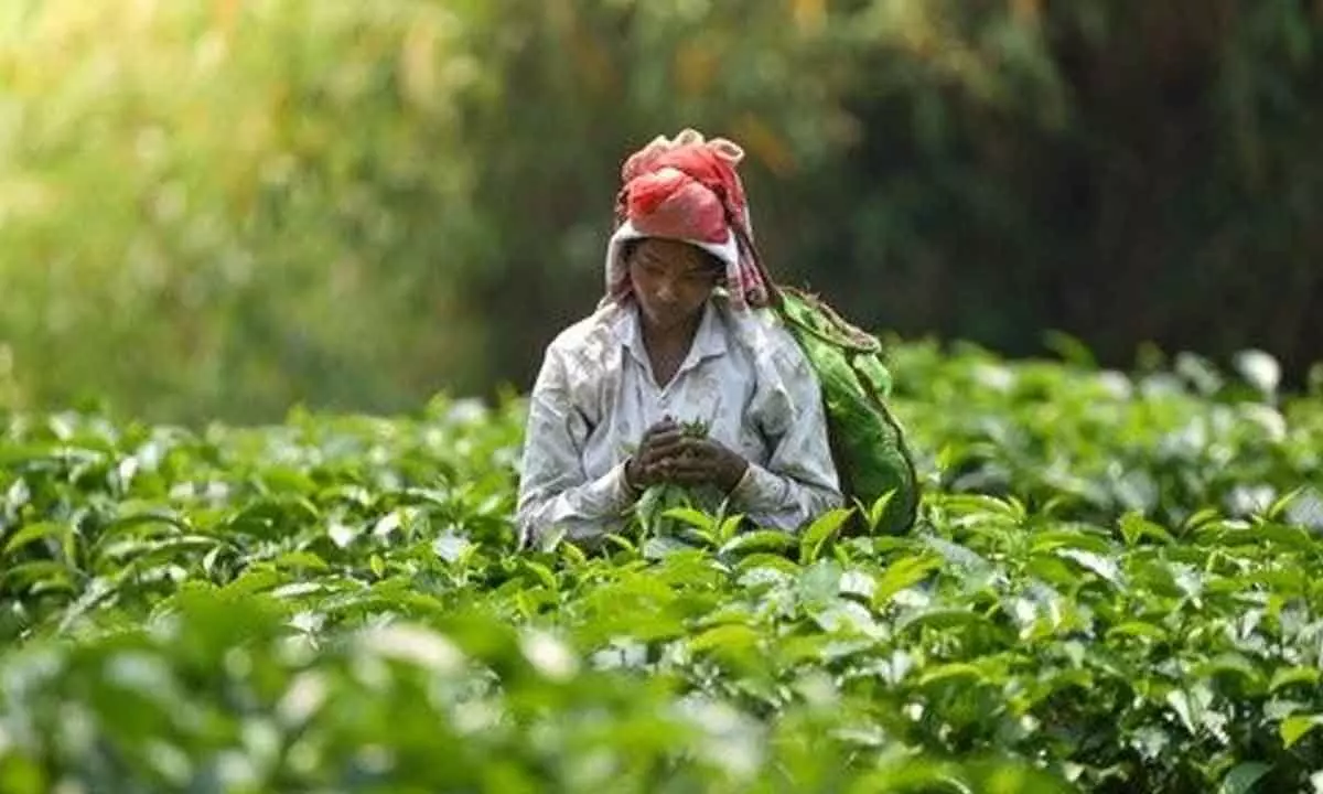 Assam tea worth Rs 2,300 cr sold at GTAC