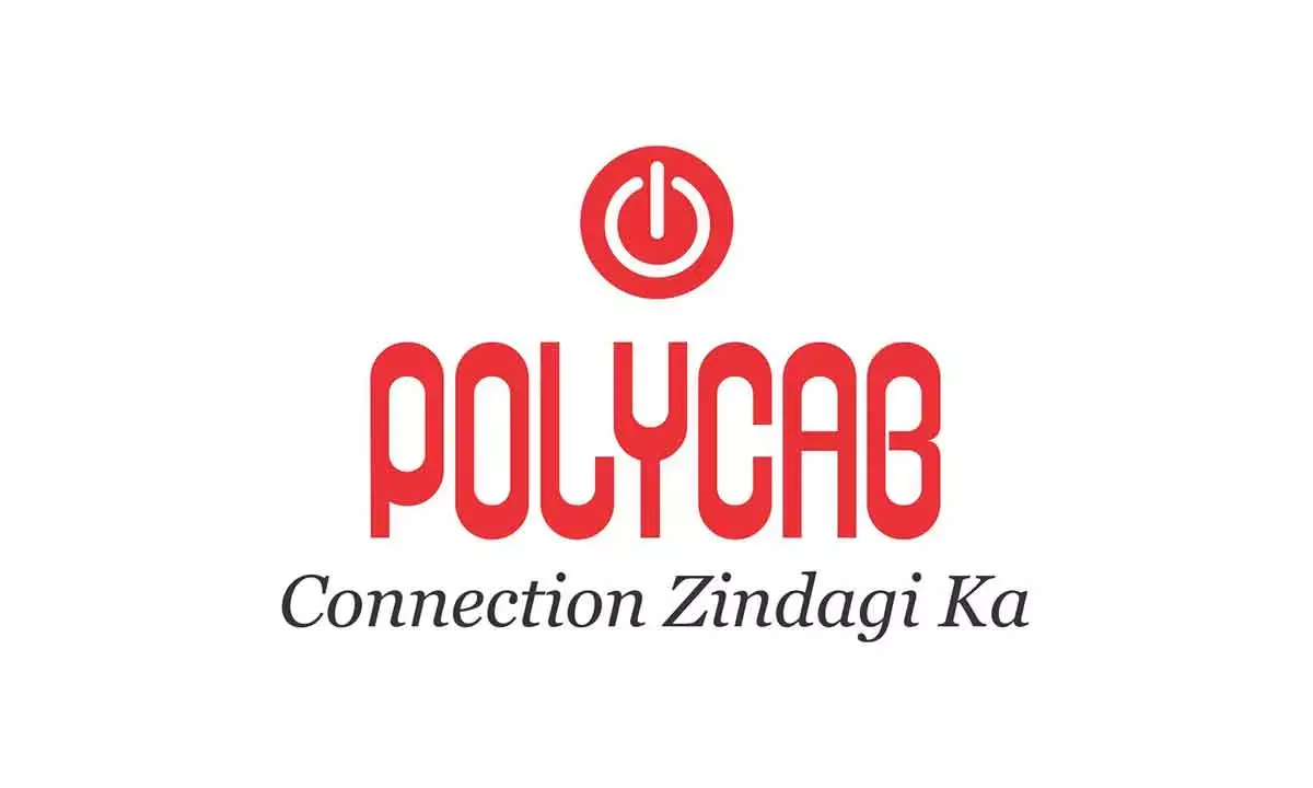 Polycab shares fell 20%