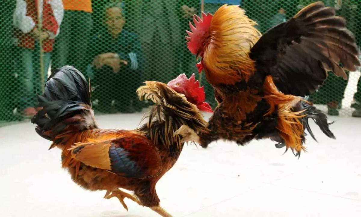 HSI urges citizens to report cockfighting events