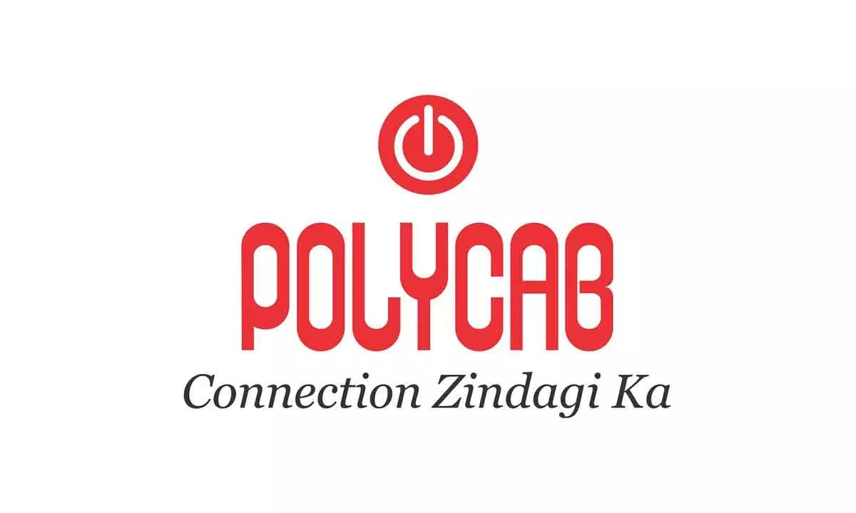 Polycab shares fell 20%