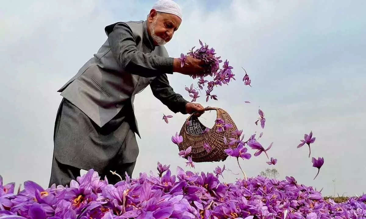 Riyaz Masoodi: Championing Kashmir’s saffron, from tradition to modern markets