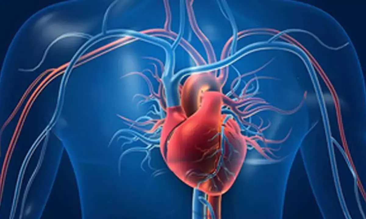 Researchers a step closer to developing replacement heart valves inside body