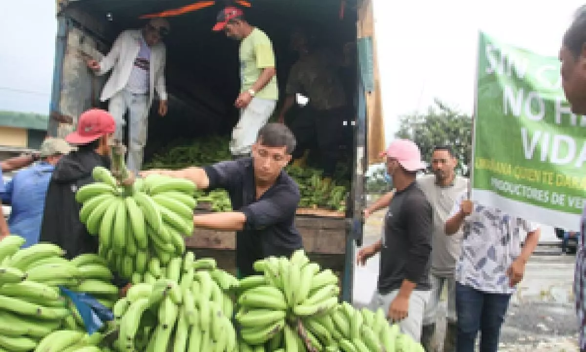 Russia starts exporting bananas to India after Moscow stops purchase from Ecuador