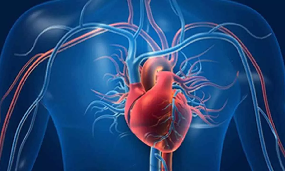 Researchers a step closer to developing replacement heart valves inside body Researchers a step closer to developing replacement heart valves inside body