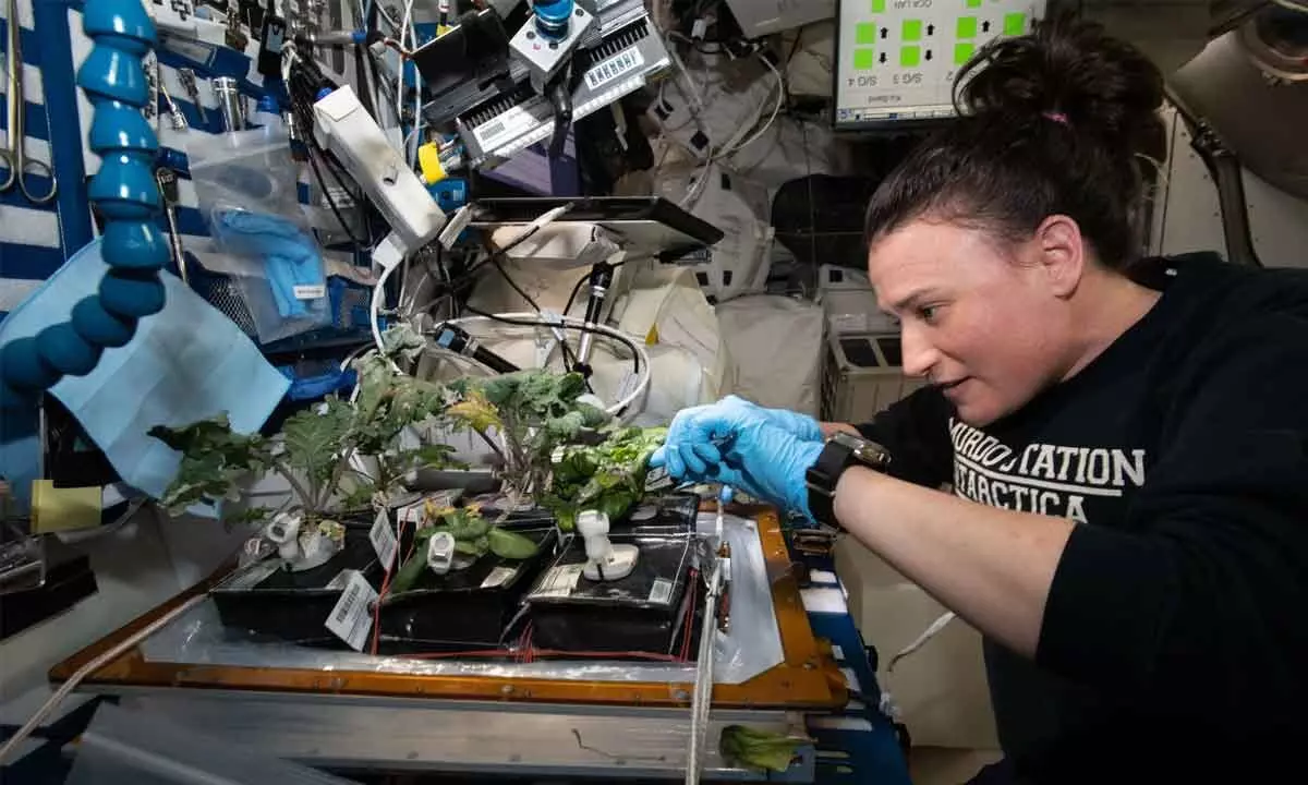 NASA astronauts to study tiny brains and plant growth on ISS