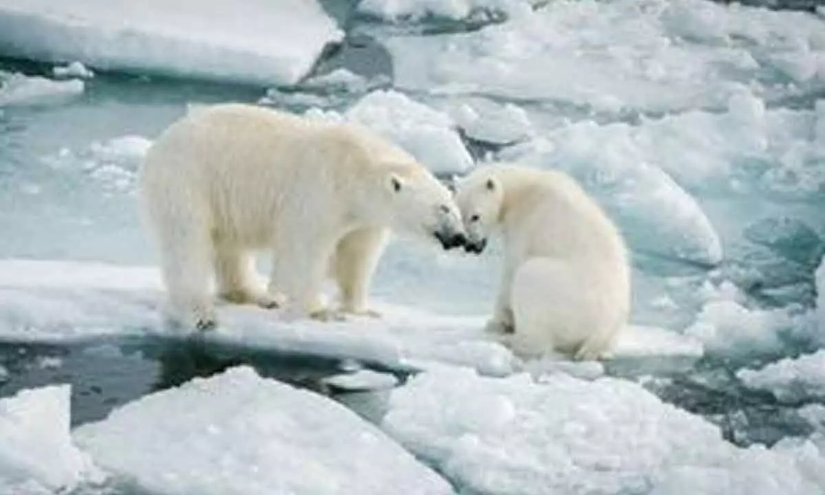 Rosneft implements research to conserve Arctic ecosystems