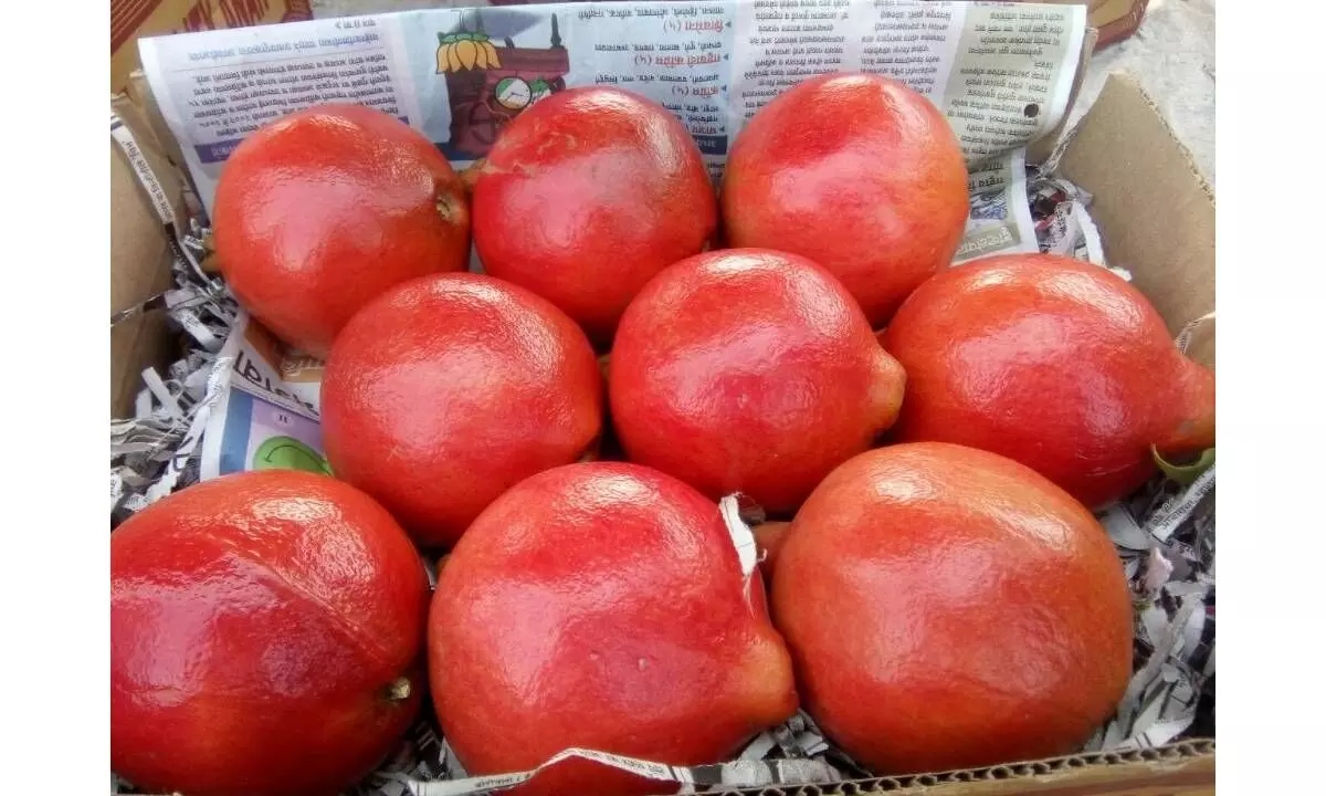 In a first, India exports pomegranates by sea to USA