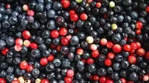 Blueberries to turkeys India slashes duties to boost trade ties with US