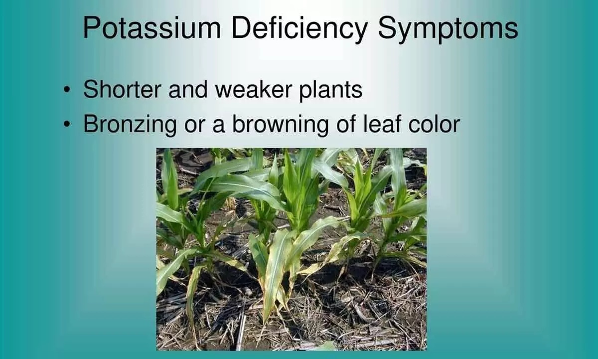 Potassium deficiency haunts 20% of agricultural soils worldwide