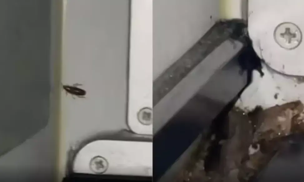 Cockroaches on IndiGo flight, post gets viral!