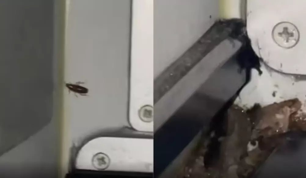Cockroaches on IndiGo flight, post gets viral!