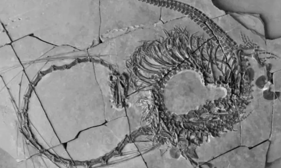 Scientists reveal full anatomy of 240-million-year-old mythical Chinese dragon fossil!