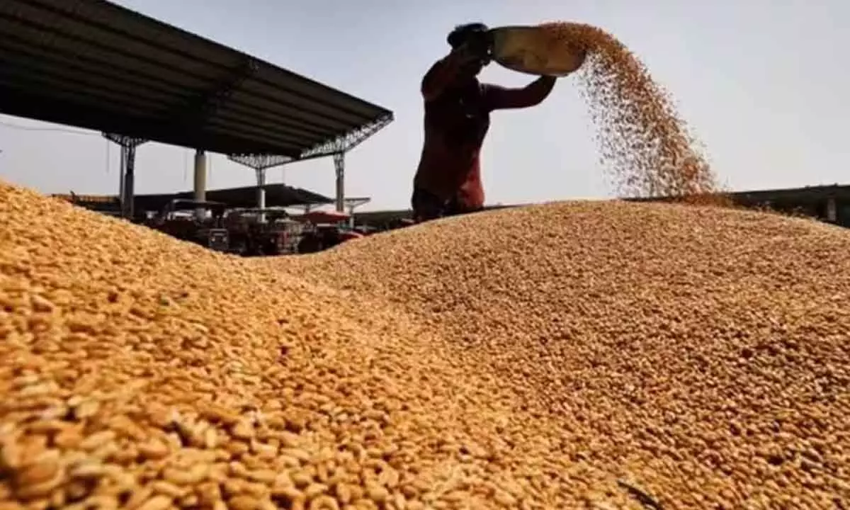 Govt targets 32MT wheat procurement in Rabi season