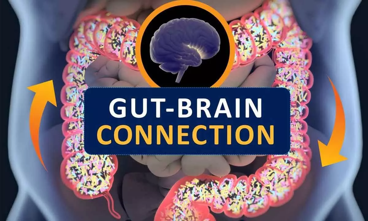 Decoding gut-brain connections may help people live longer and healthier