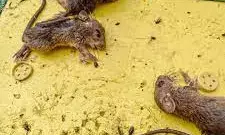 Online retailers remove glue traps following PETA Indias appeal