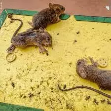 Online retailers remove glue traps following PETA Indias appeal