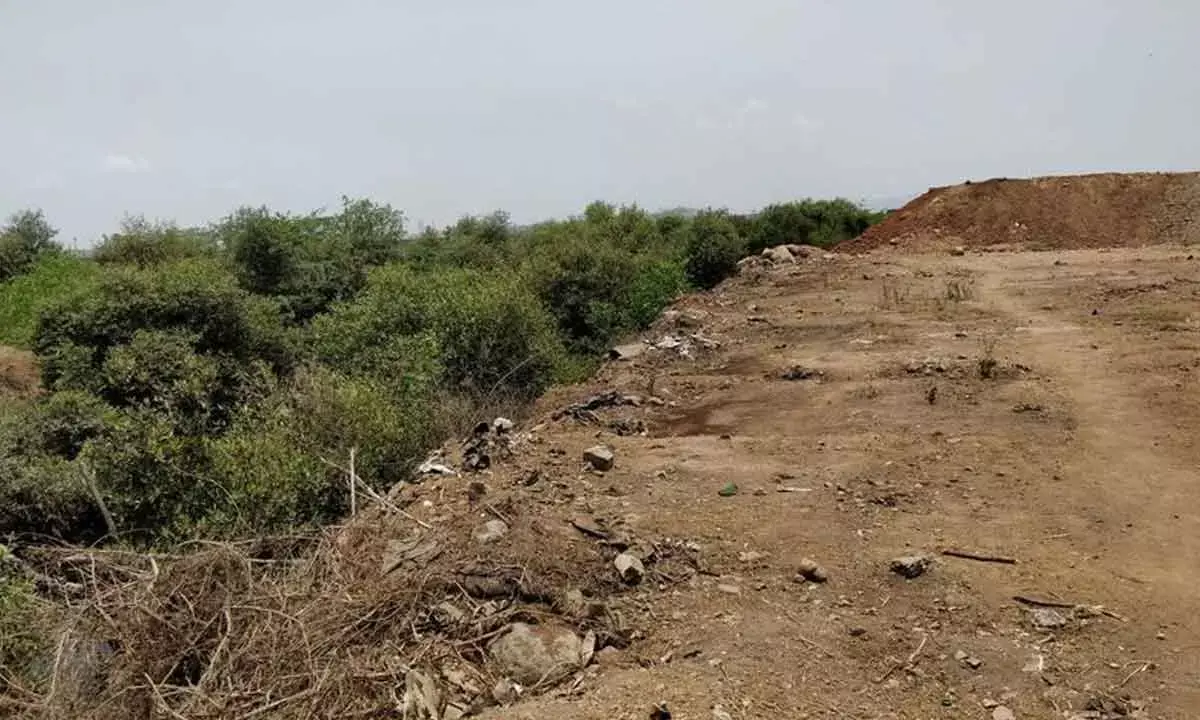 Green activists urge politicians to prioritise nature in poll manifestos