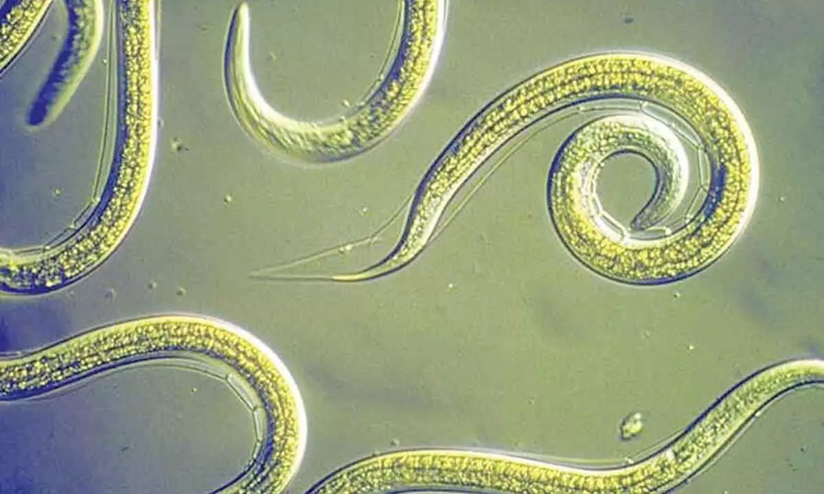 How these tiny worm-like creatures can make or break your harvest