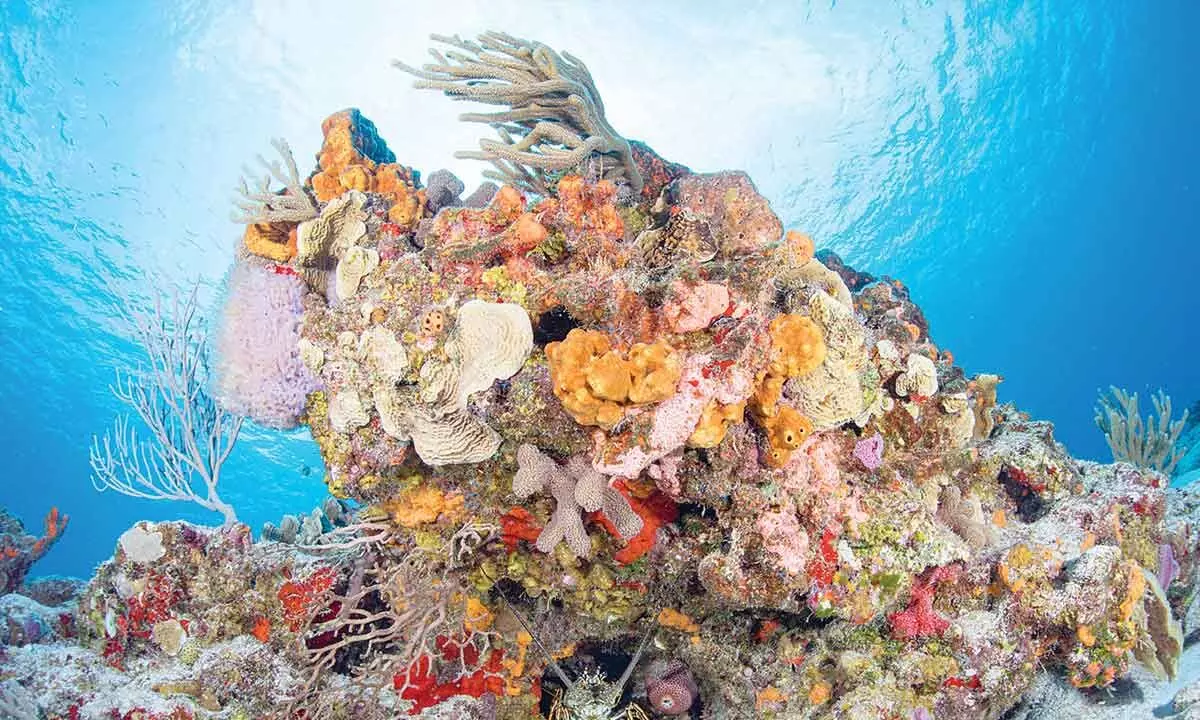 Why coral reef restoration efforts need a  shift in focus