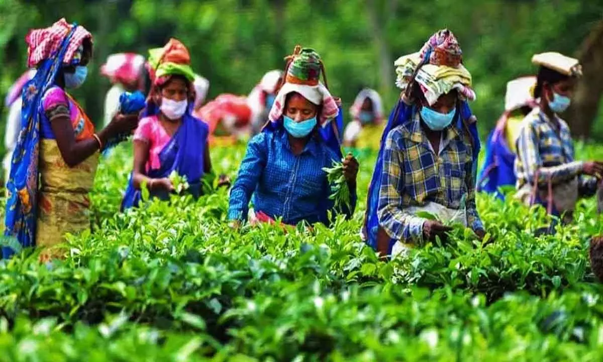 CISTA voice concern over poor quality teas