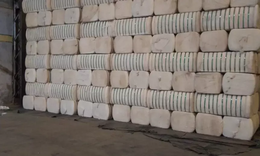 CCI has procured 32.81 lakh bale cotton at MSP so far in the 2023-24 season