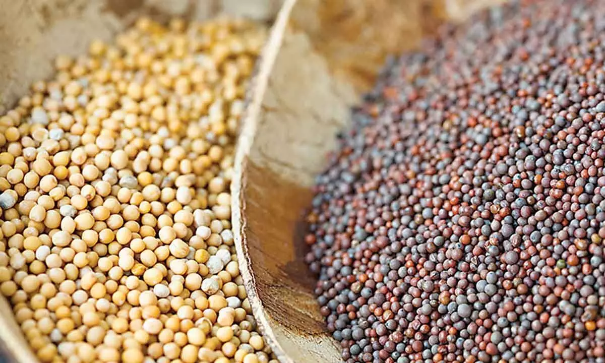 Mustard seed prices rule below MSP
