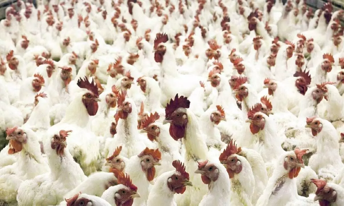 Vietnam sees one avian flu death, warns risk of bird flu spreading to humans