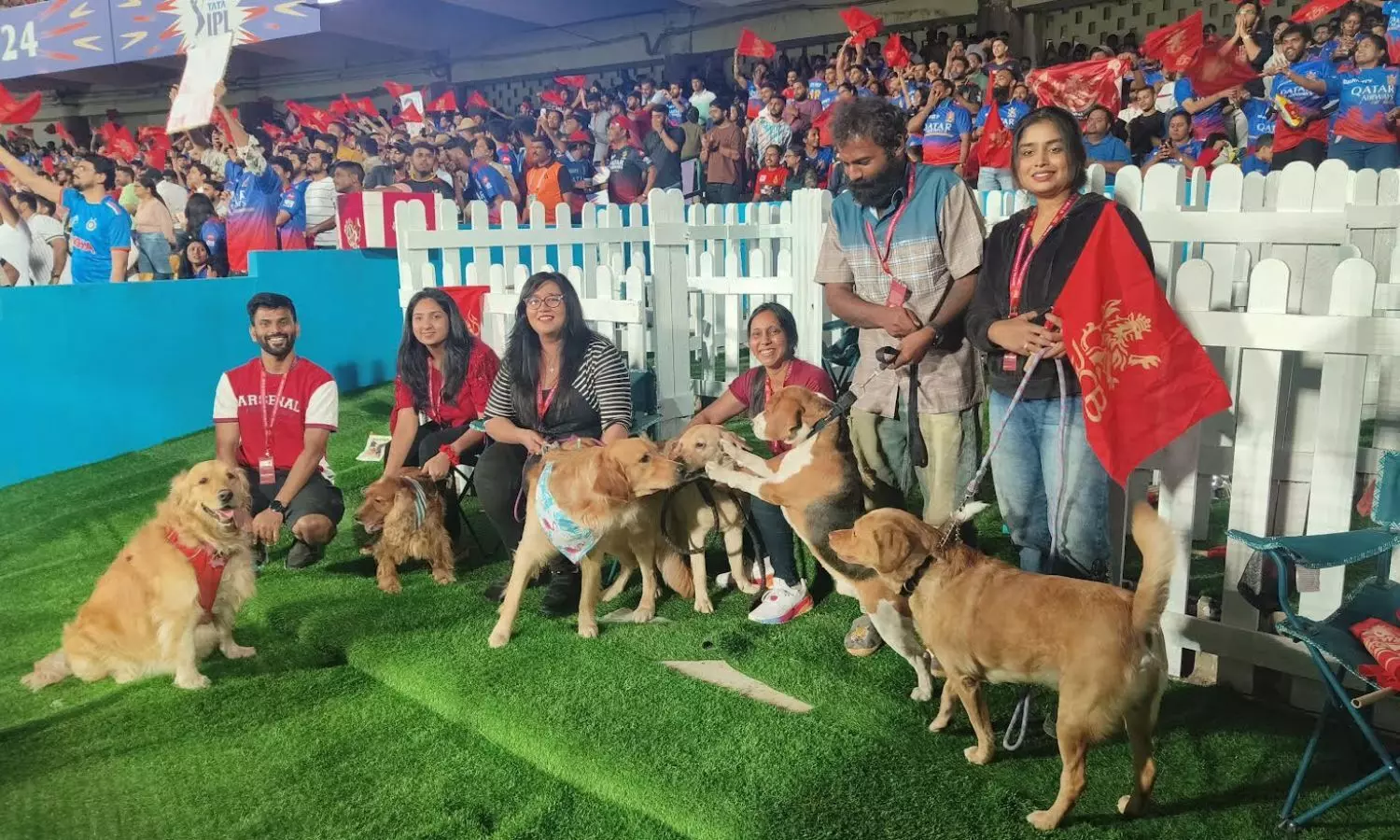 IPL 2024: Cricket and pets, an irresistible experience curated by RCB