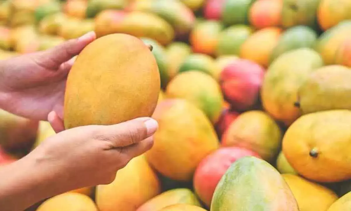 UP govt to boost mango export with higher yield and improved quality