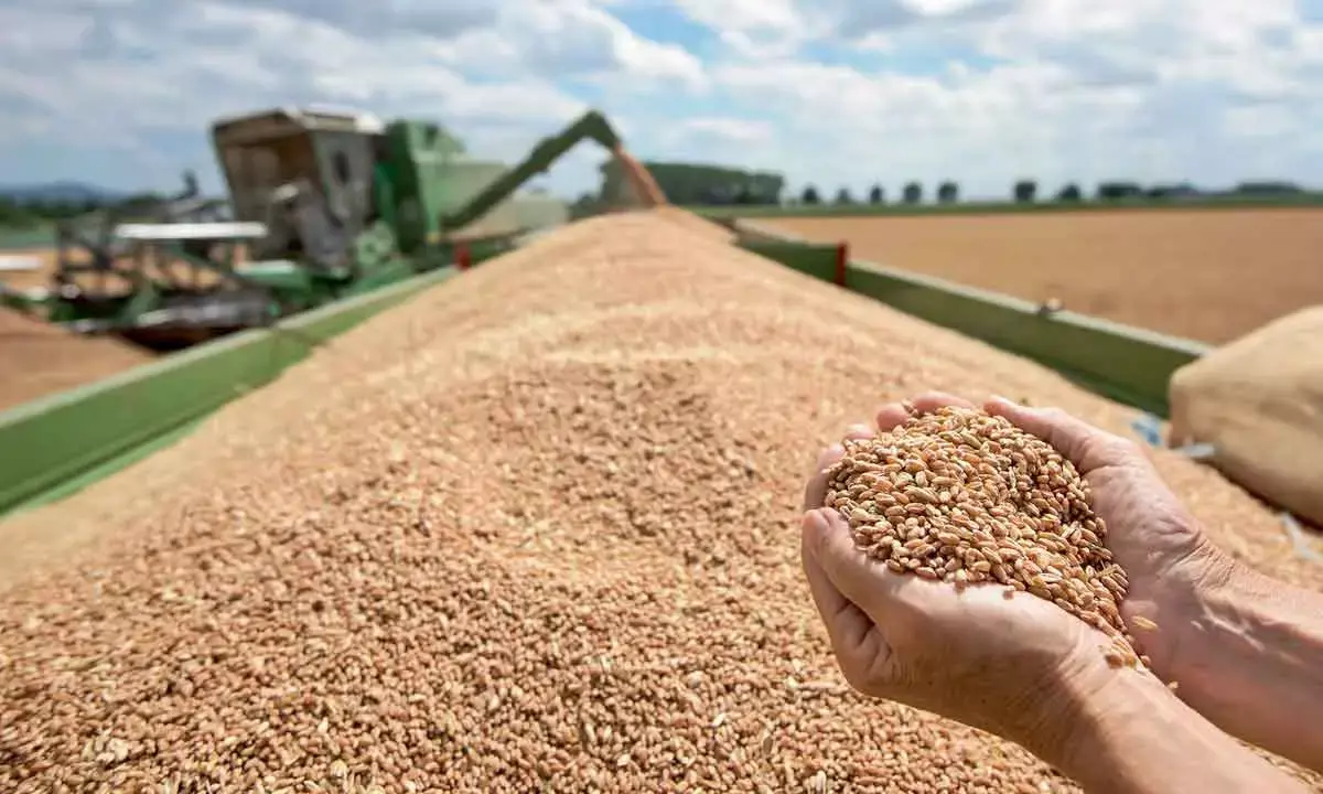 Why Indias wheat policy needs a steady hand