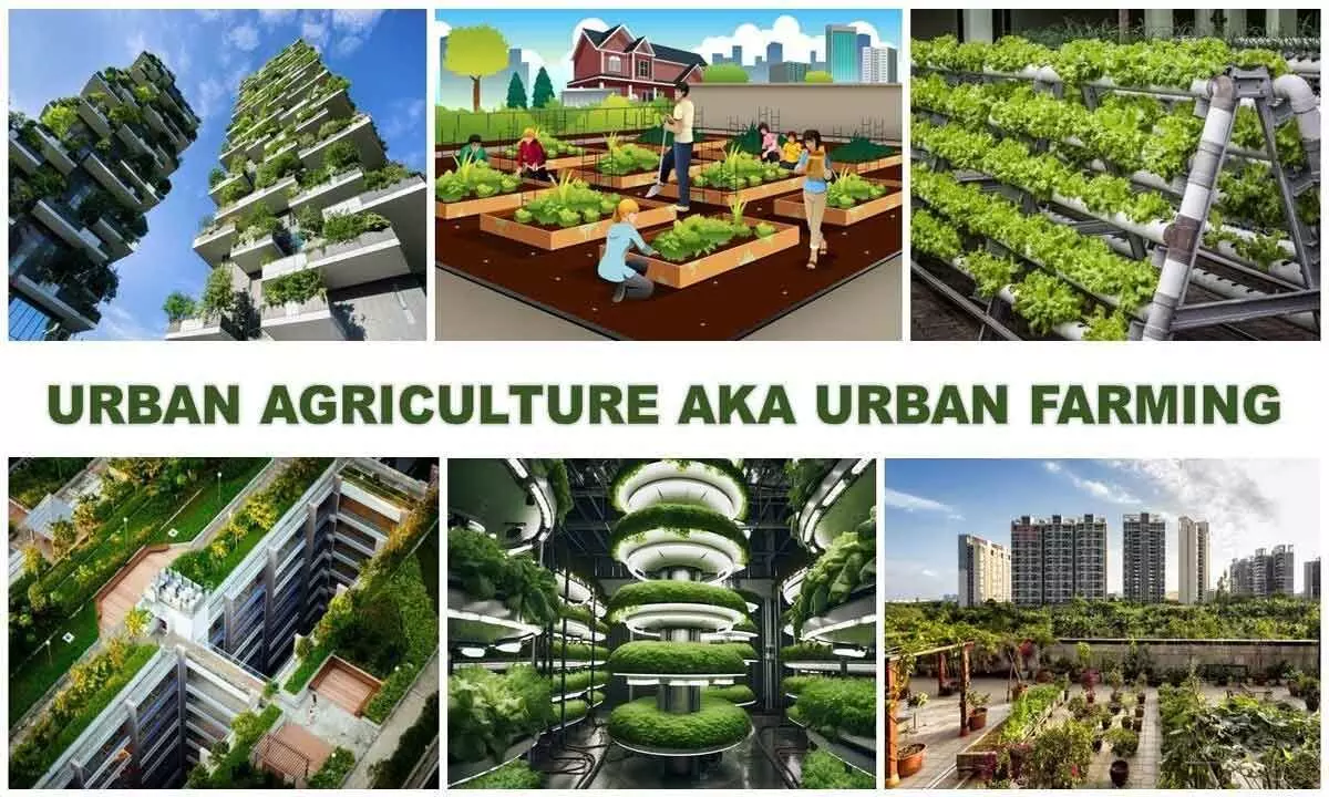 Sowing sustainability, the urban farming way