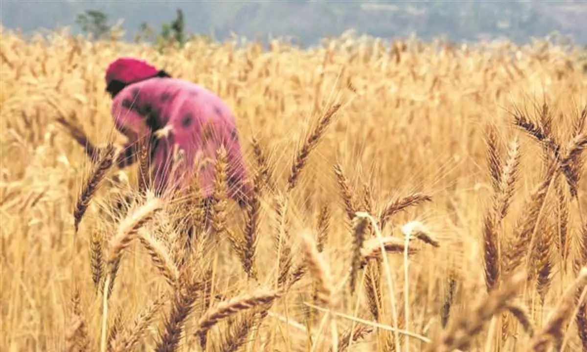 No reports of impact of rains on wheat: Agri Min officials