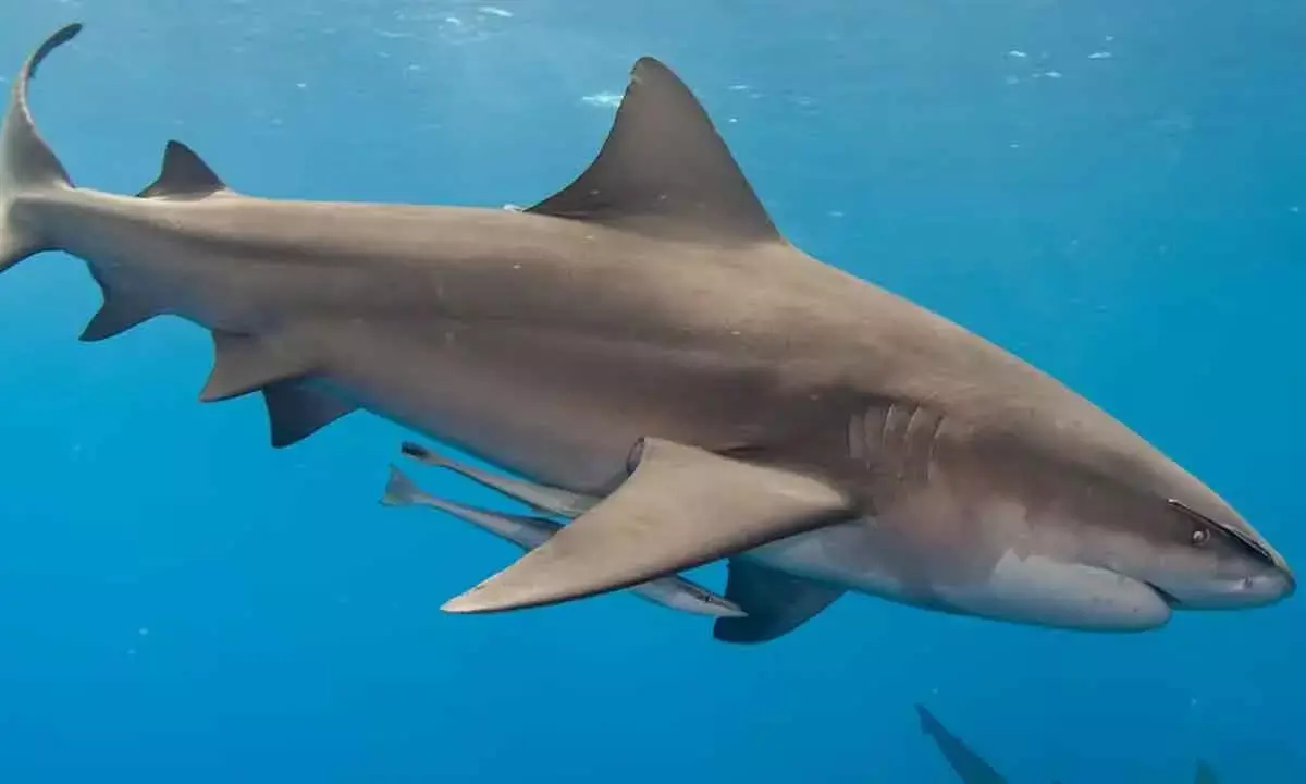 Deadly marine coldwaves on rise due to climate change