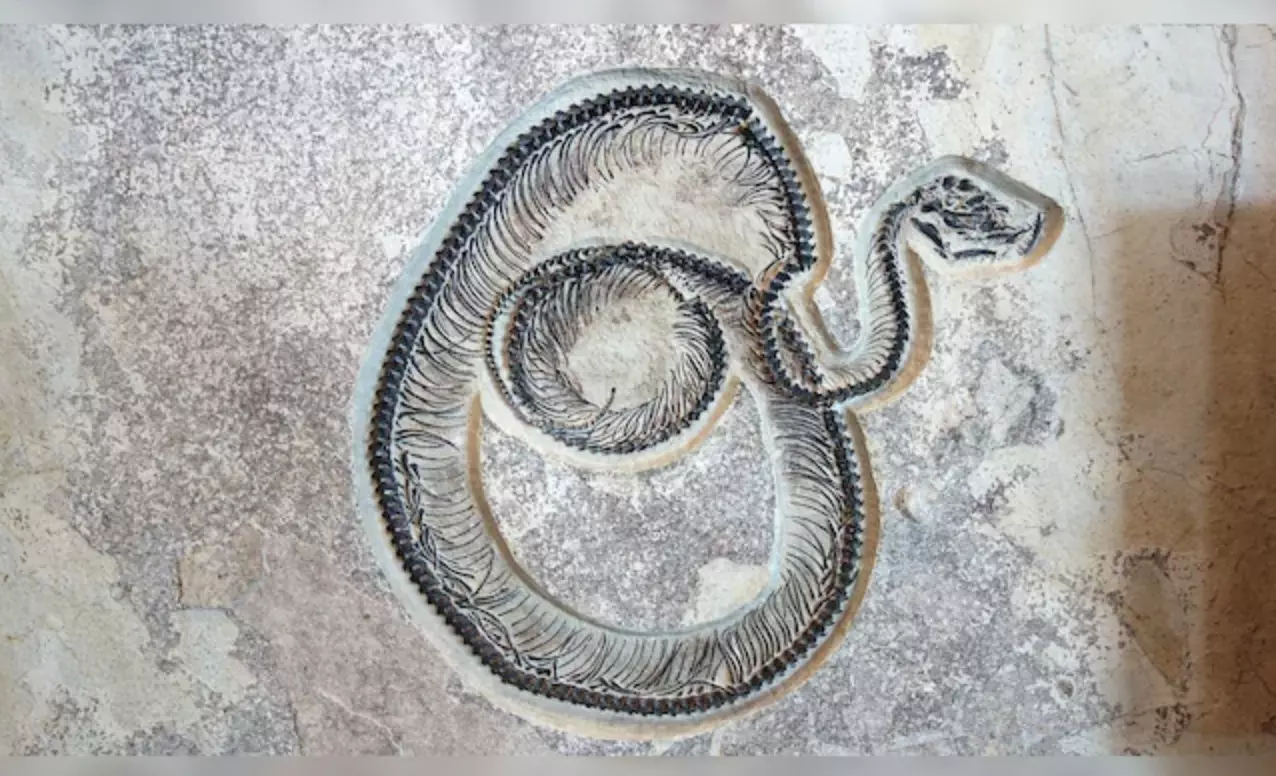 Scientists find fossils of possibly the largest snake ever in Kutch