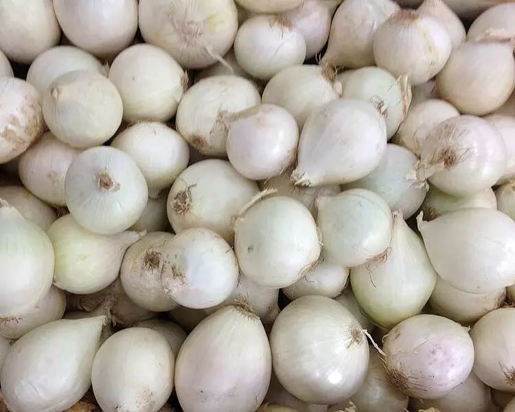 White onions to be exported again via three Gujarat ports