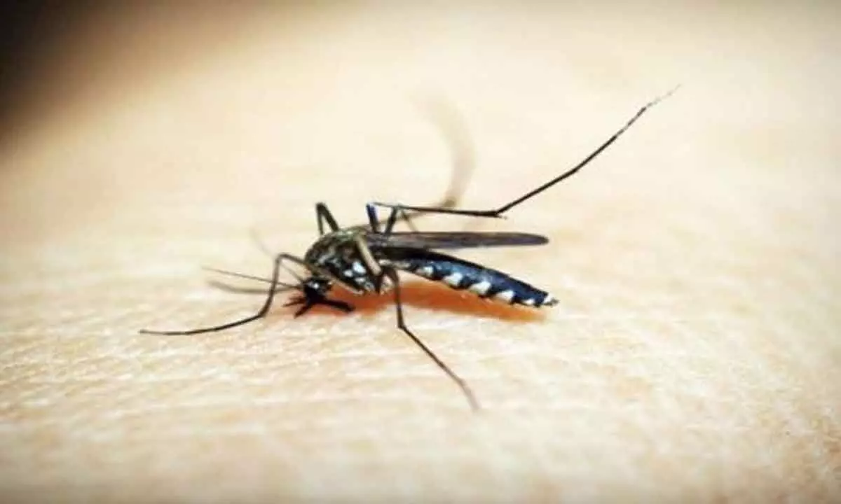 Malaria during pregnancy poses risks to babies brain development