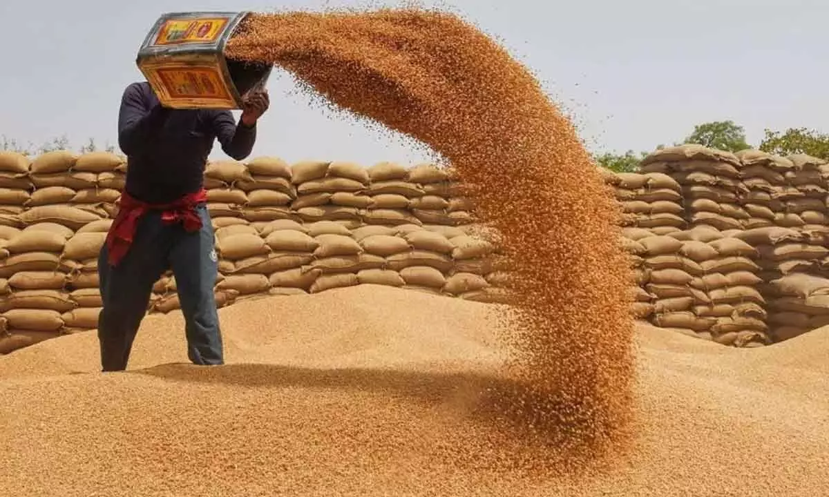 Govt buys 196 lakh tonnes of wheat