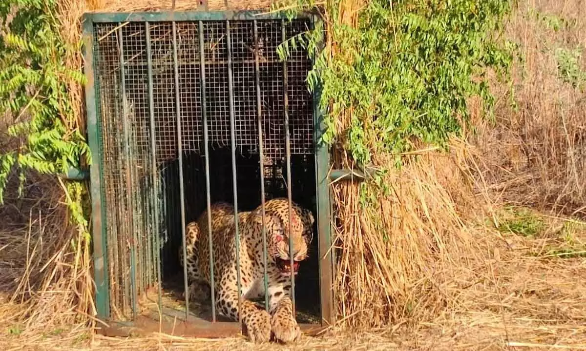 Elusive leopard finally trapped near airport