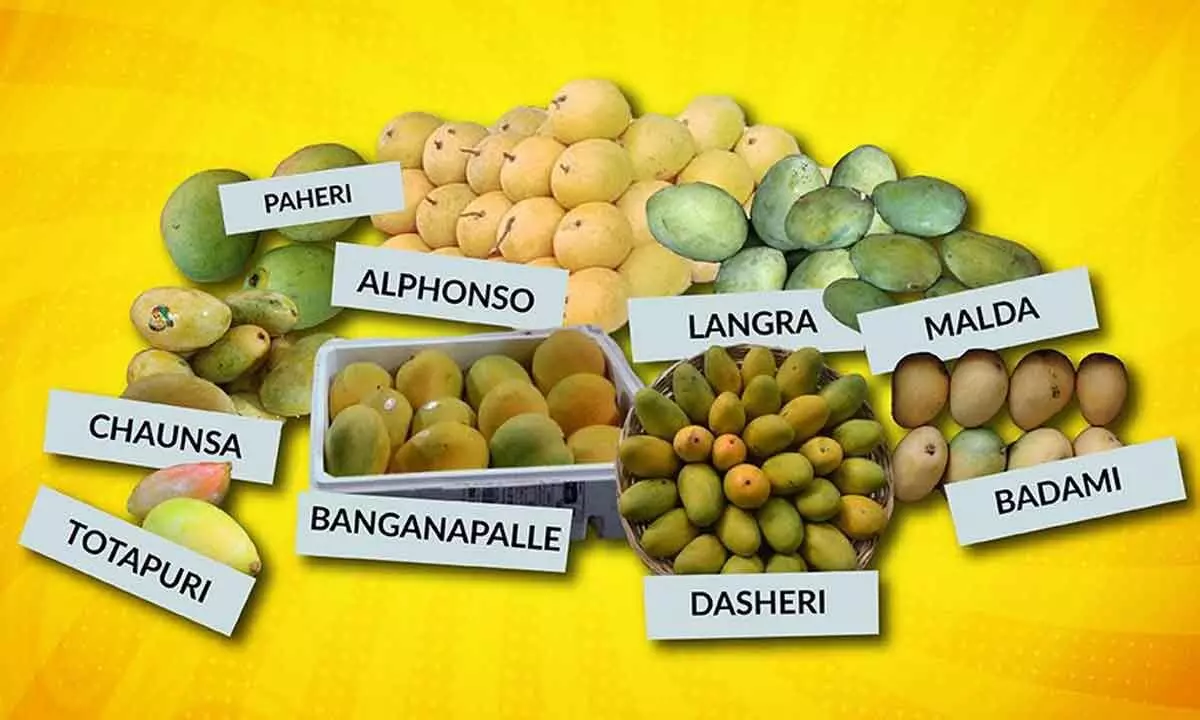 Come May and it is mangoes all over Come May and it is mangoes all over