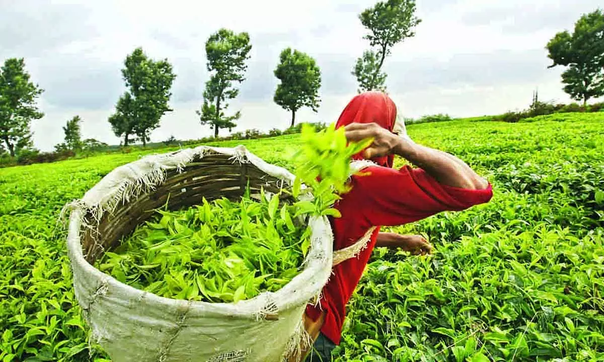 Only good spells of rain can save Indian tea industry from its summer misery